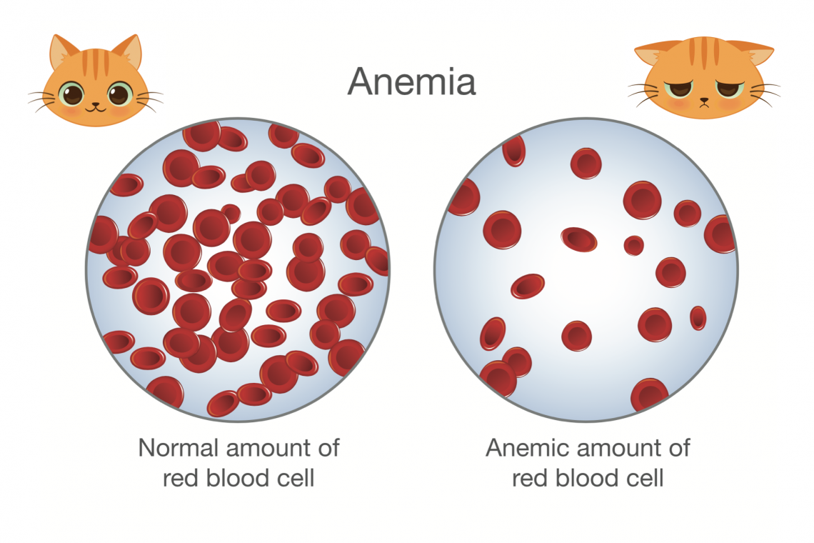 L’anemia nel gatto